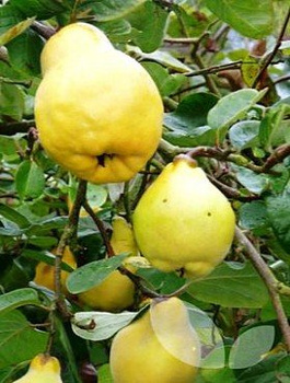 Birnenquitte Portugal - Wurzelnackte Pflanze