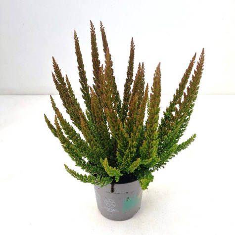 Wrzos pospolity Skyline Pretoria brązowy