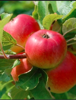 Apfelbaum Jonagold DeCosta - Wurzelnackte Pflanze