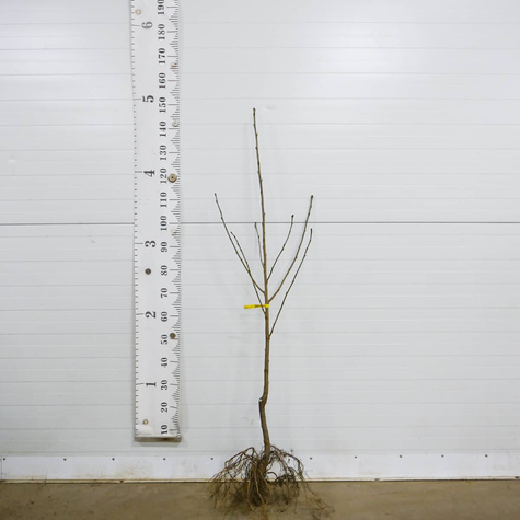 Süßkirsche Rivan - Wurzelnackte Pflanze