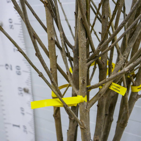 Süßkirsche Büttner’s Rote - Wurzelnackte Pflanze