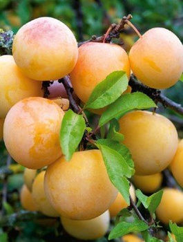 Japanischer Pflaumenbaum Gelbe Afaska - Wurzelnackte Pflanze