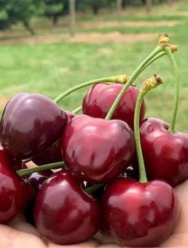 Süßkirsche 'Ochsenherzkirsche' - Wurzelnackte Pflanze