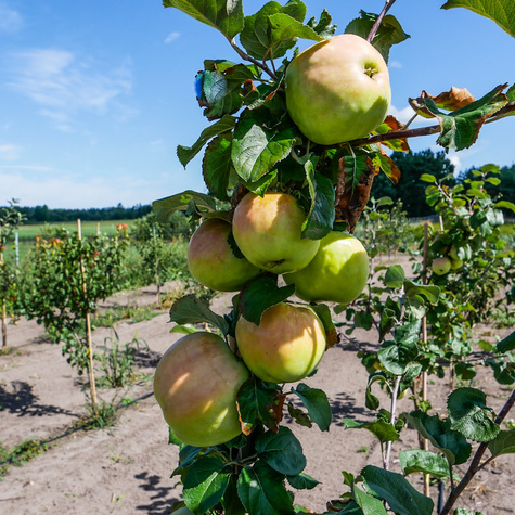 Apfelbaume Antonowka Obstbaum Apfel 80cm / 140cm