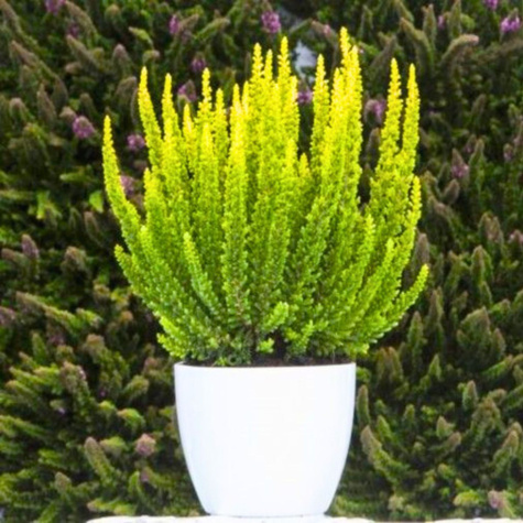 3x Heidekraut Skyline Stockholm grün – Pflanzenset