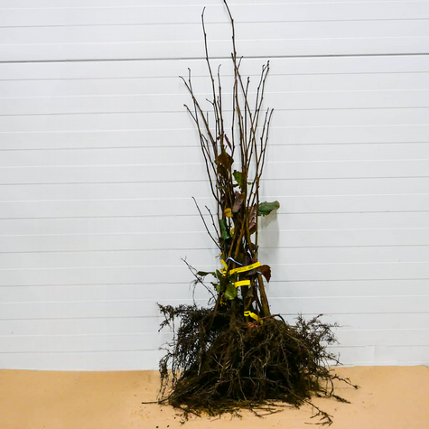 Haselnussbaum „Syrena“ (Rote Haselnuss) - Wurzelnackte Pflanze