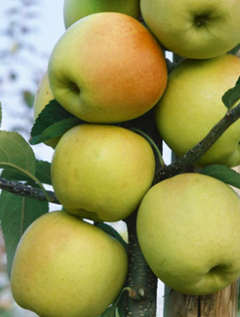 Säulen-Apfelbaum LaLambada vom Typ Golden Delicious - Wurzelnackte Pflanze