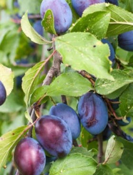 Pflaumenbaum Węgierka Dąbrowicka - Wurzelnackte Pflanze