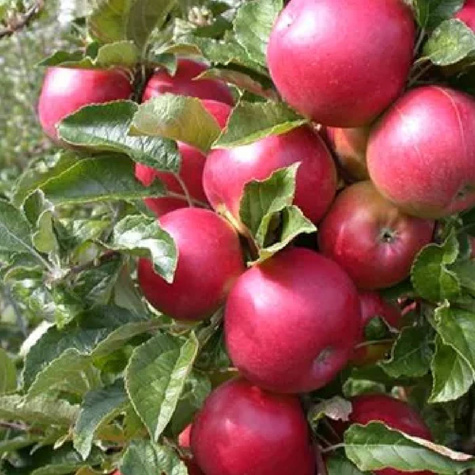 Säulen-Apfelbaum Gin vom Typ Lobo - Wurzelnackte Pflanze