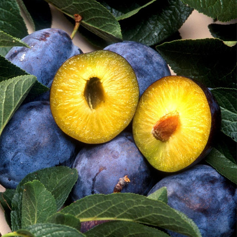 Pflaumenbaum President Obstbaum Pflaume 80cm / 140cm