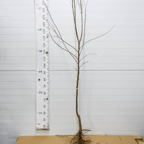 Pflaumenaprikose Dapple Dandy - Wurzelnackte Pflanze