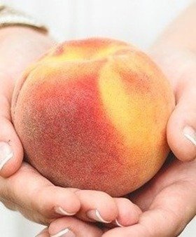 Pfirsichbaum T5 – FRUCHT IN APFELGRÖSSE - Wurzelnackte Pflanze