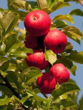 Apfelbaum Bohemia - Wurzelnackte Pflanze