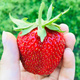 10 Stk. Erdbeerpflanze 'Polka' extrem süße und große Früchte