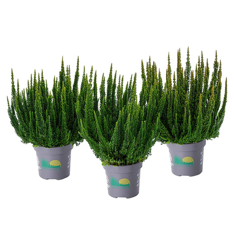 3x Heidekraut Skyline Stockholm grün – Pflanzenset