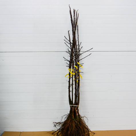 Apfelbaum ‚Kronselska’ (Gravensteiner) - Wurzelnackte Pflanze