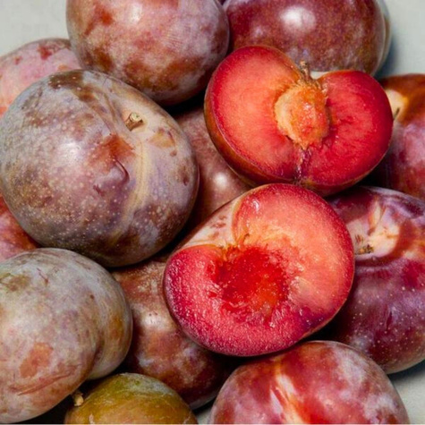 Pflaumenaprikose Dapple Dandy - Wurzelnackte Pflanze