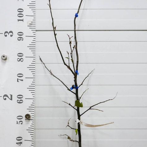 Birnenquitte Rea’s Mammoth – wurzelnackte Pflanze