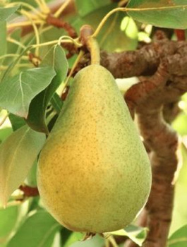 Birnenbaum Alfa - Wurzelnackte Pflanze