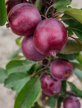 Säulen-Apfelbaum Maypole Ballerina - Wurzelnackte Pflanze