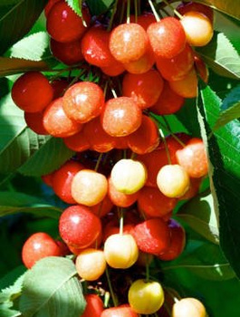 Süßkirsche Rainier - Wurzelnackte Pflanze