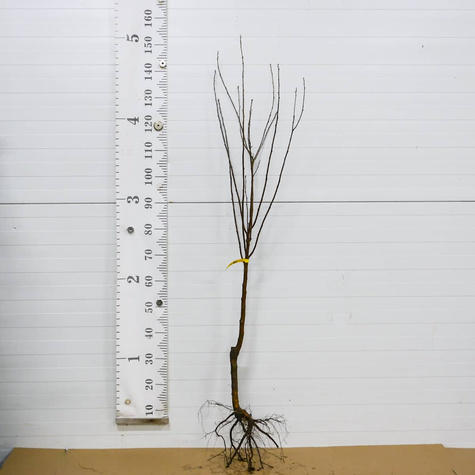 Sauerkirsche Nana - Wurzelnackte Pflanze