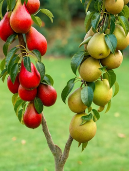 Duo Birnenbaum Konferencja + Red Faworytka - Wurzelnackte Pflanze
