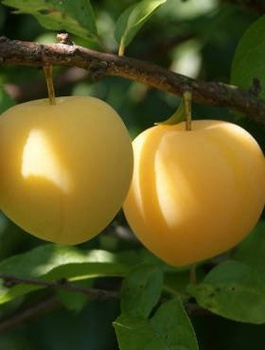 Japanischer Pflaumenbaum Shiro - Wurzelnackte Pflanze