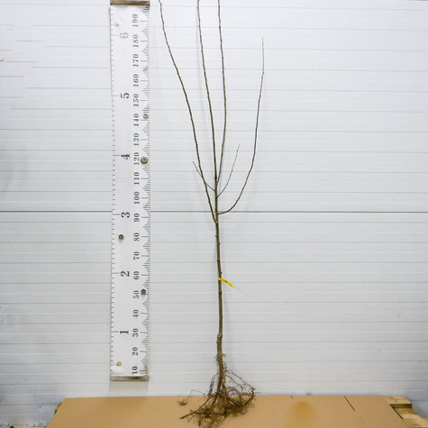 Pflaume Cacanska Lepotica – wurzelnackte Jungpflanzen