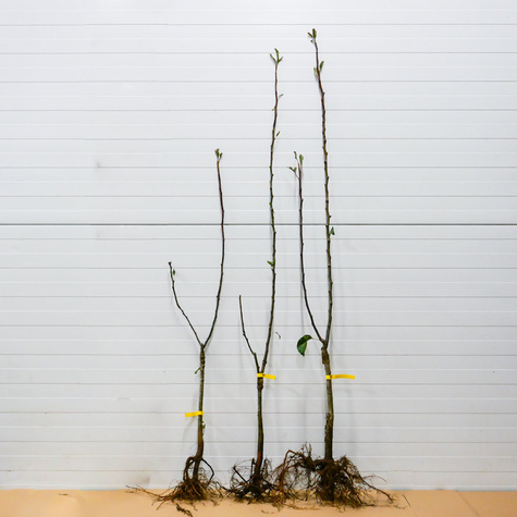 Duo-Apfelbaum Rote und Gelbe Klarapfel - Wurzelnackte Pflanze