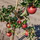 Apfelbaum Najdared - Wurzelnackte Pflanze