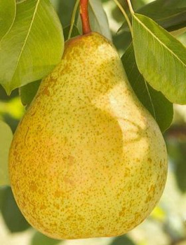 Birnenbaum Paryżanka - Wurzelnackte Pflanze