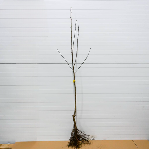 Pflaumenbaum Oneida - Wurzelnackte Pflanze