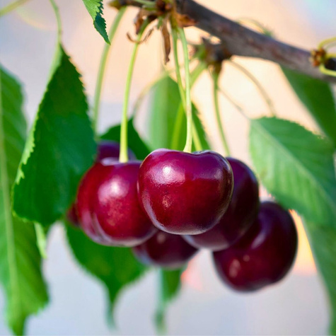 Süßkirsche Sylwia - Wurzelnackte Pflanze