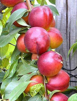 Nektarinenbaum „Harco” - Wurzelnackte Pflanze