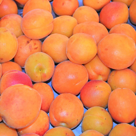 Aprikosenbaum Sirena - Wurzelnackte Pflanze