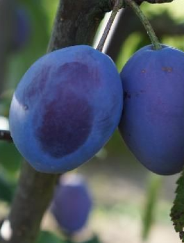 Italienische Zwetschge „Kwecza“ - Wurzelnackte Pflanze