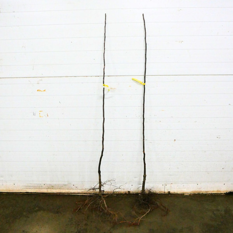 Birnenquitte Bereczki - Wurzelnackte Pflanze