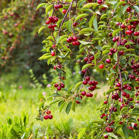 Sauerkirsche Nana - Wurzelnackte Pflanze