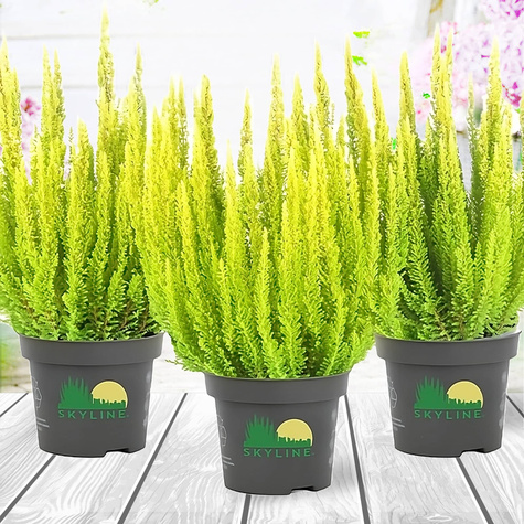 Heide Skyline Agneta gelb – Setzlinge