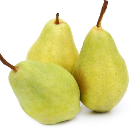 Birne Santa Maria – wurzelnackte Pflanze