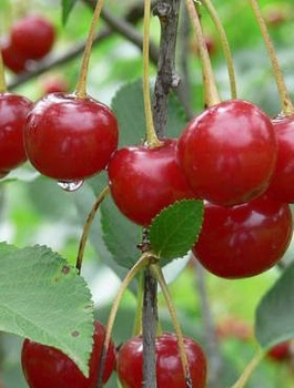 Sauerkirsche Nefris - Wurzelnackte Pflanze