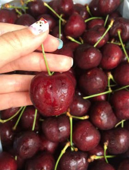 Süßkirsche Staccato - Wurzelnackte Pflanze