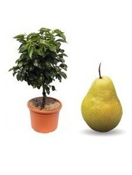 Mini-Zwergbirne Sunrise - Wurzelnackte Pflanze