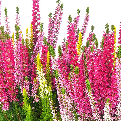 3x Knospenheide Tricolor Trio Mix – Pflanzenset