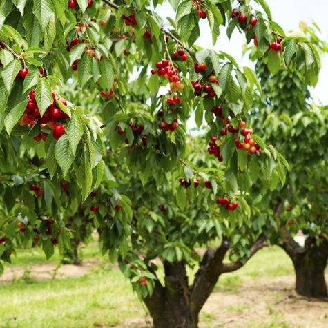 Süßkirsche Rivan - Wurzelnackte Pflanze