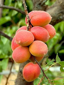 Aprikosenbaum Harlain - Wurzelnackte Pflanze