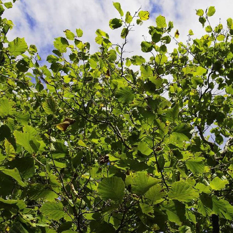 Haselnussbaum Joanna - Wurzelnackte Pflanze