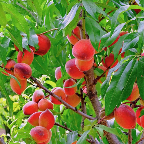 Pfirsichbaum Rakoniewicka Siewka Rakoniewicka Obstbaum Pfirsich 80cm / 140cm