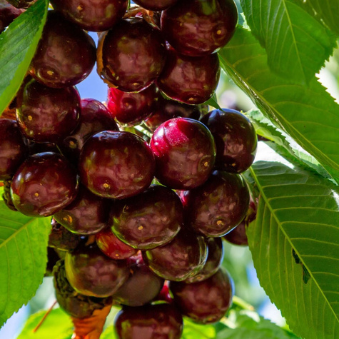 Süßkirsche Hedelfińska - Wurzelnackte Pflanze